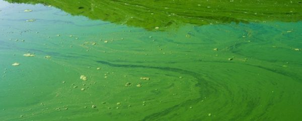 cyanobactéries toxiques