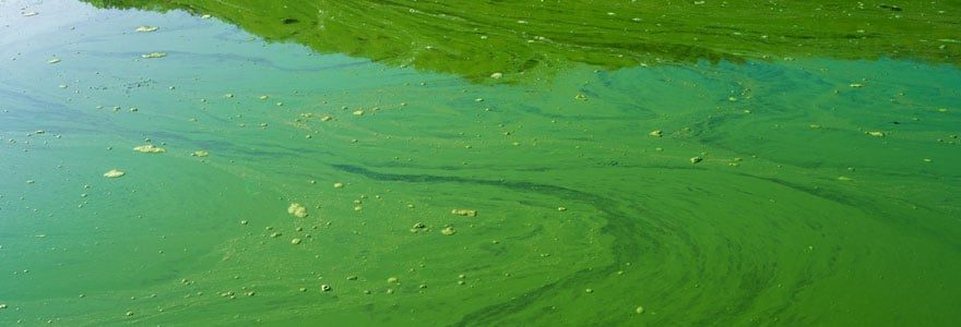 cyanobactéries toxiques
